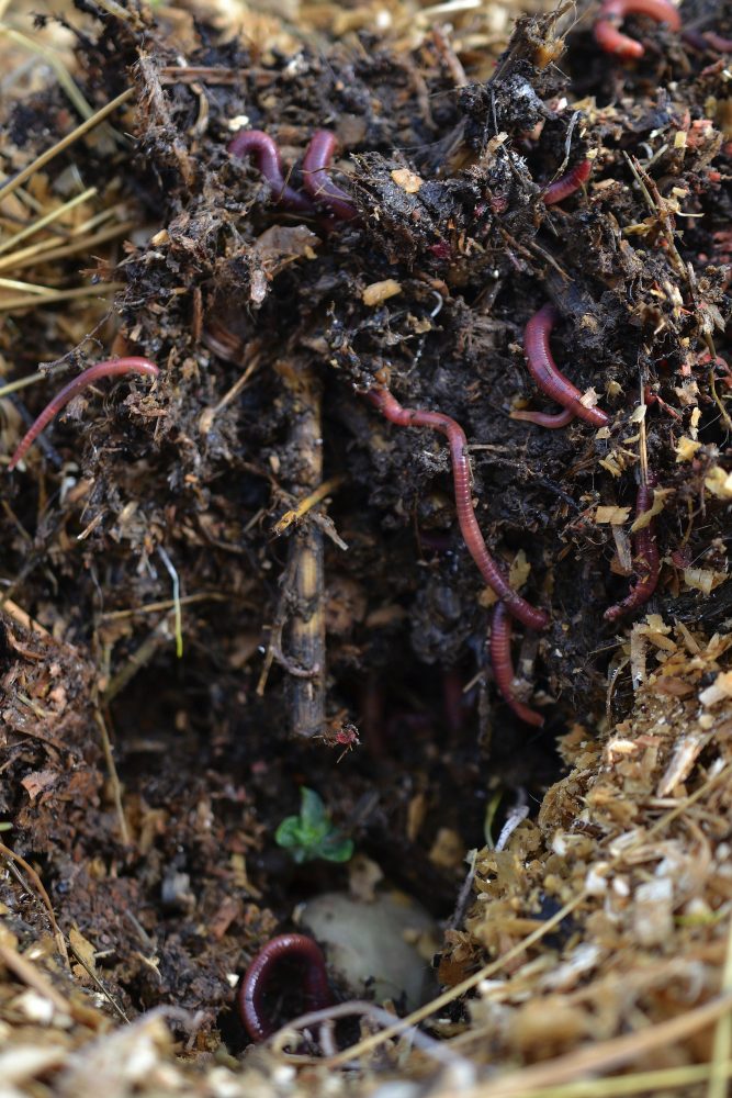 Närbild på jord med många röda maskar i. Grow potatoes in a raised bed. Compost worms. 