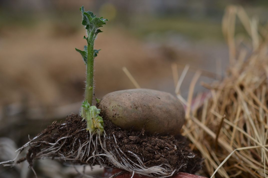 Närbild på en sättpotatis med rötter och blast. Grow potatoes in a raised bed. Seed potatoes.