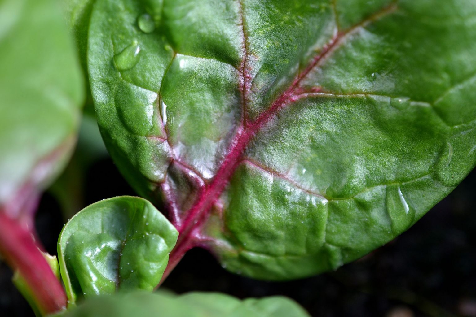 Growing Rubino RedVeined Spinach Sara's Kitchen Garden