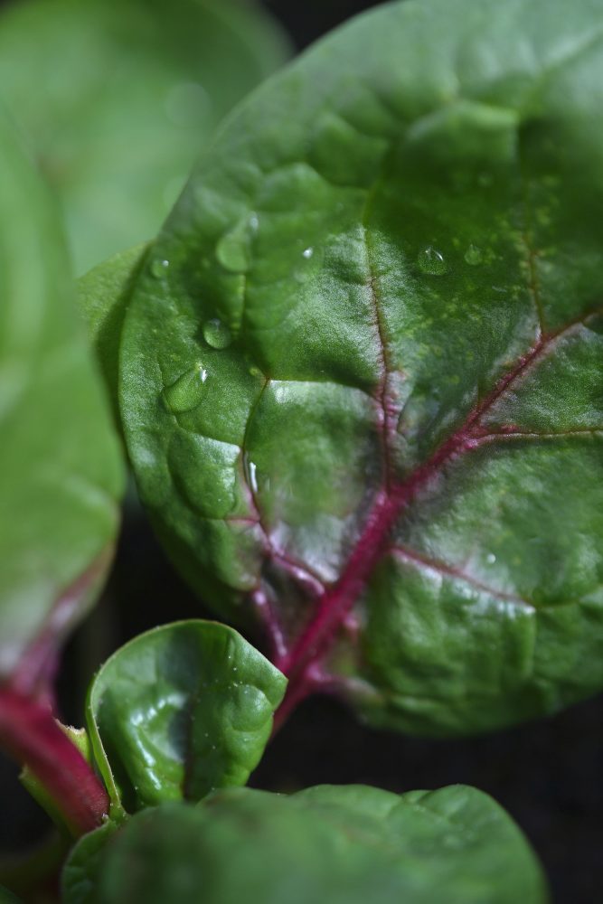Närbild på grönt blad med rosaröd mittnerv. 