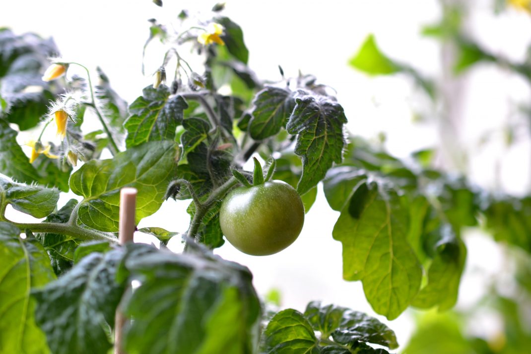 Tomatoes in pots, with a window behind.