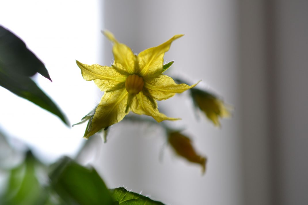 Närbild på en tomatblomma i gult.