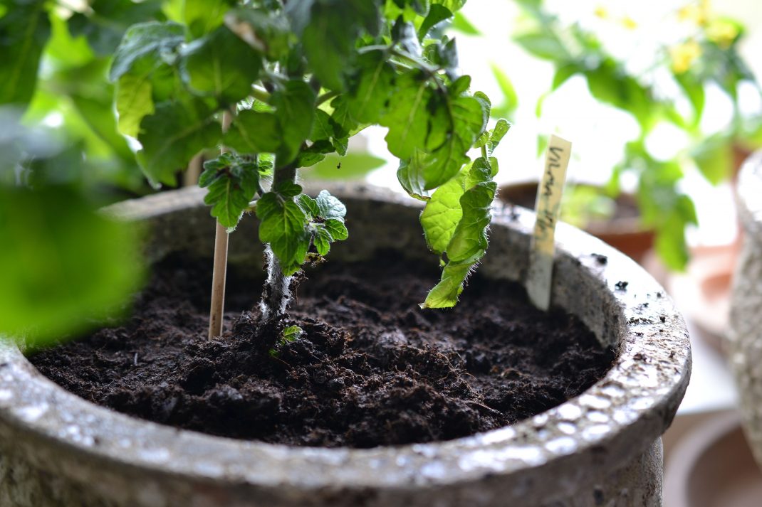 Tomatoes in pots, a clay pot. 