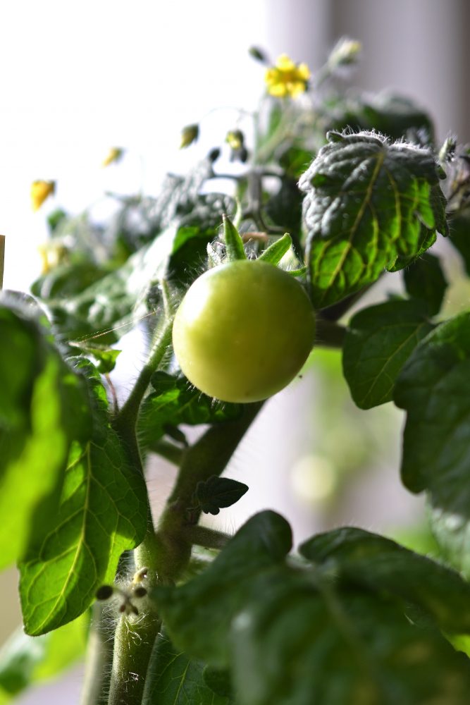 Närbild på en grön tomat. Close-up of a green tomato, tomatoes in pots.