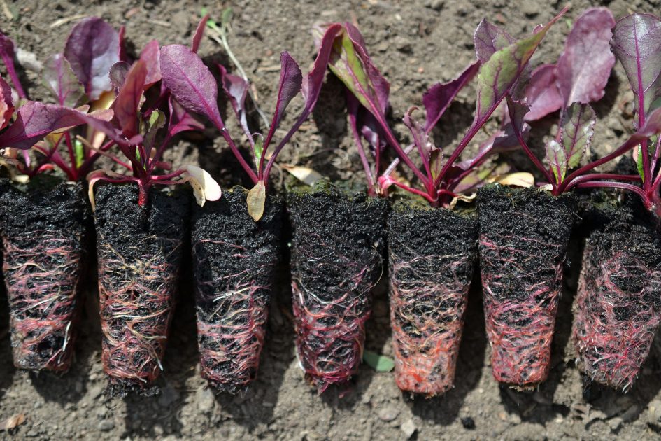 Growing Beets from Seed Sara's Kitchen Garden Growing Beets from Seed Sara's Kitchen Garden