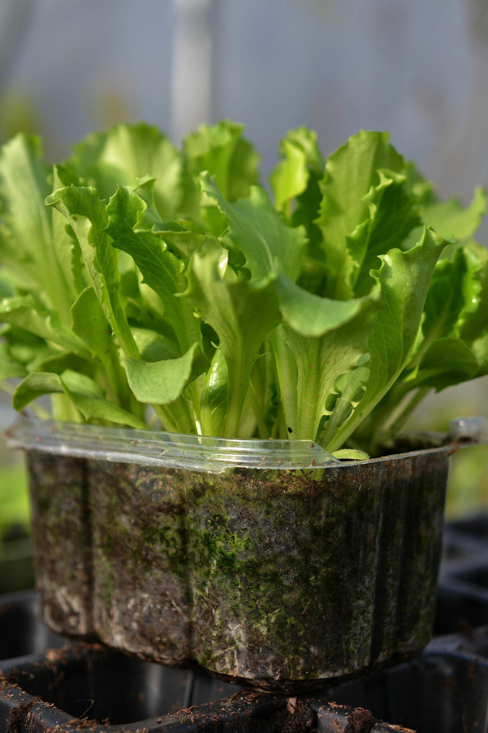 Growing Lettuce from Seed in Pots Sara�s Kitchen Garden