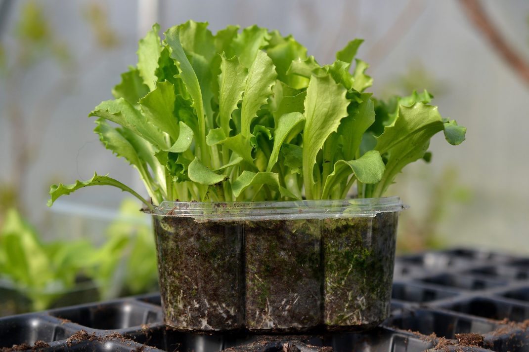 Lettuce from seed in pots