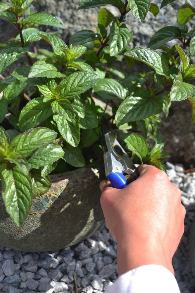 En hand sträcker fram en sekatör och klipper kvistar av plantan. 