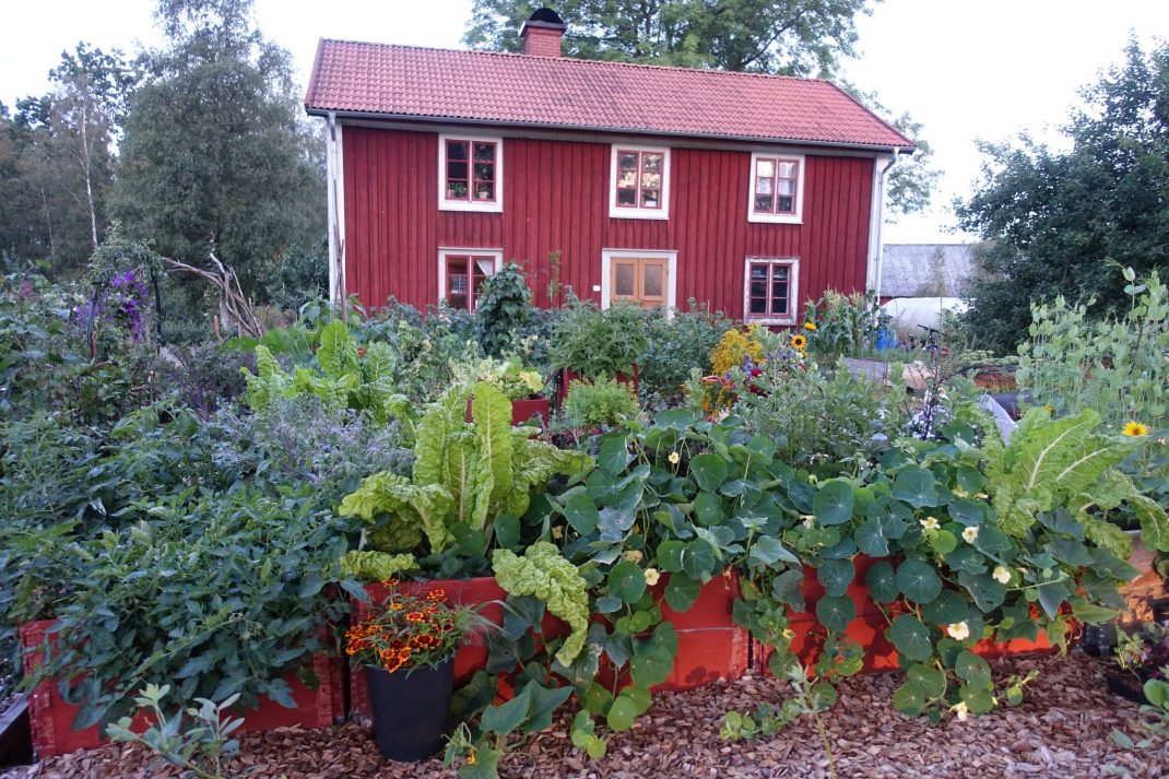 Morgonljus över ett rött hus med grönsaksodling framför.