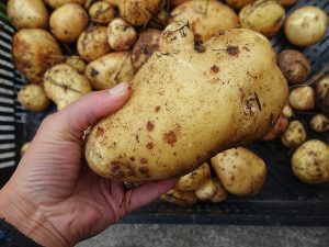 Närbild på en bautastor potatis