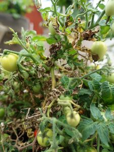 Tomatplanta med gulnande vissna blad efter att ha blivit angripen av skadedjur