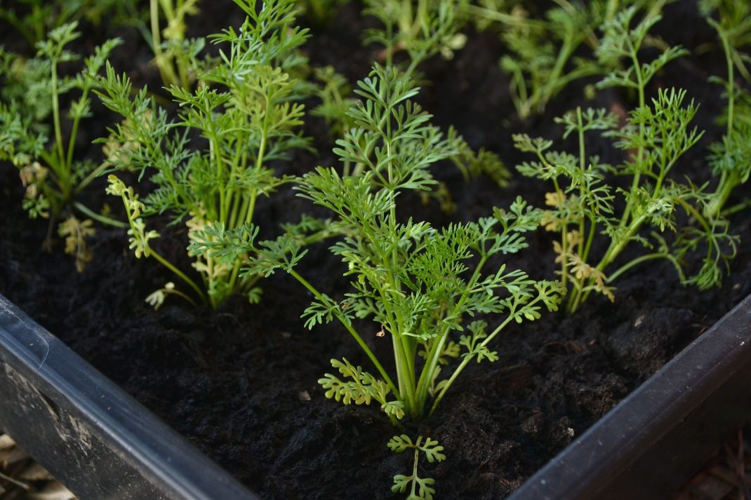 Prick out seedlings, close-up of green plants. 