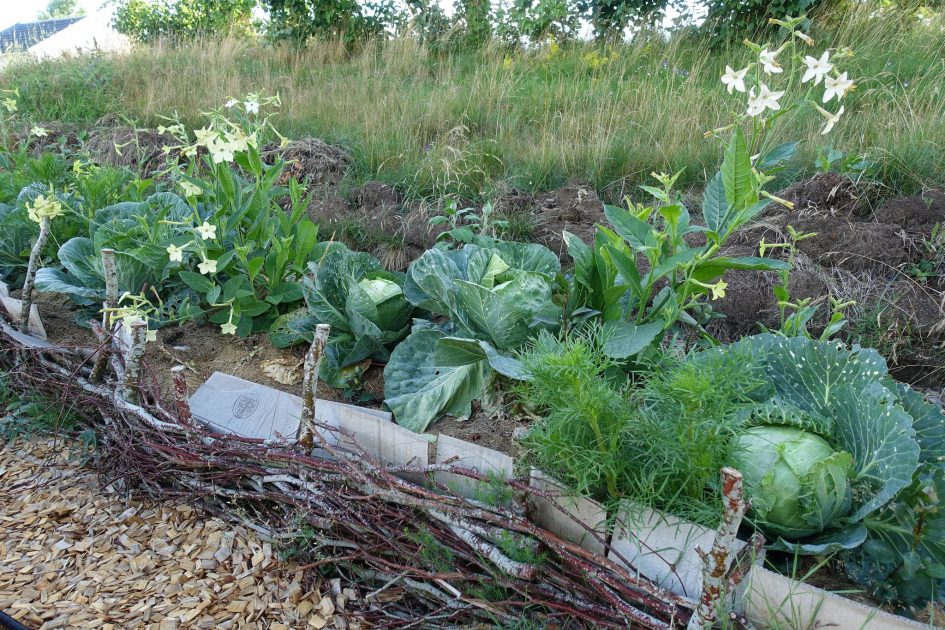 Why Is My Cabbage Splitting? Sara's Kitchen Garden