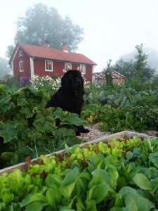 En svart newfoundland-hund i  Skillnadens trädgård.