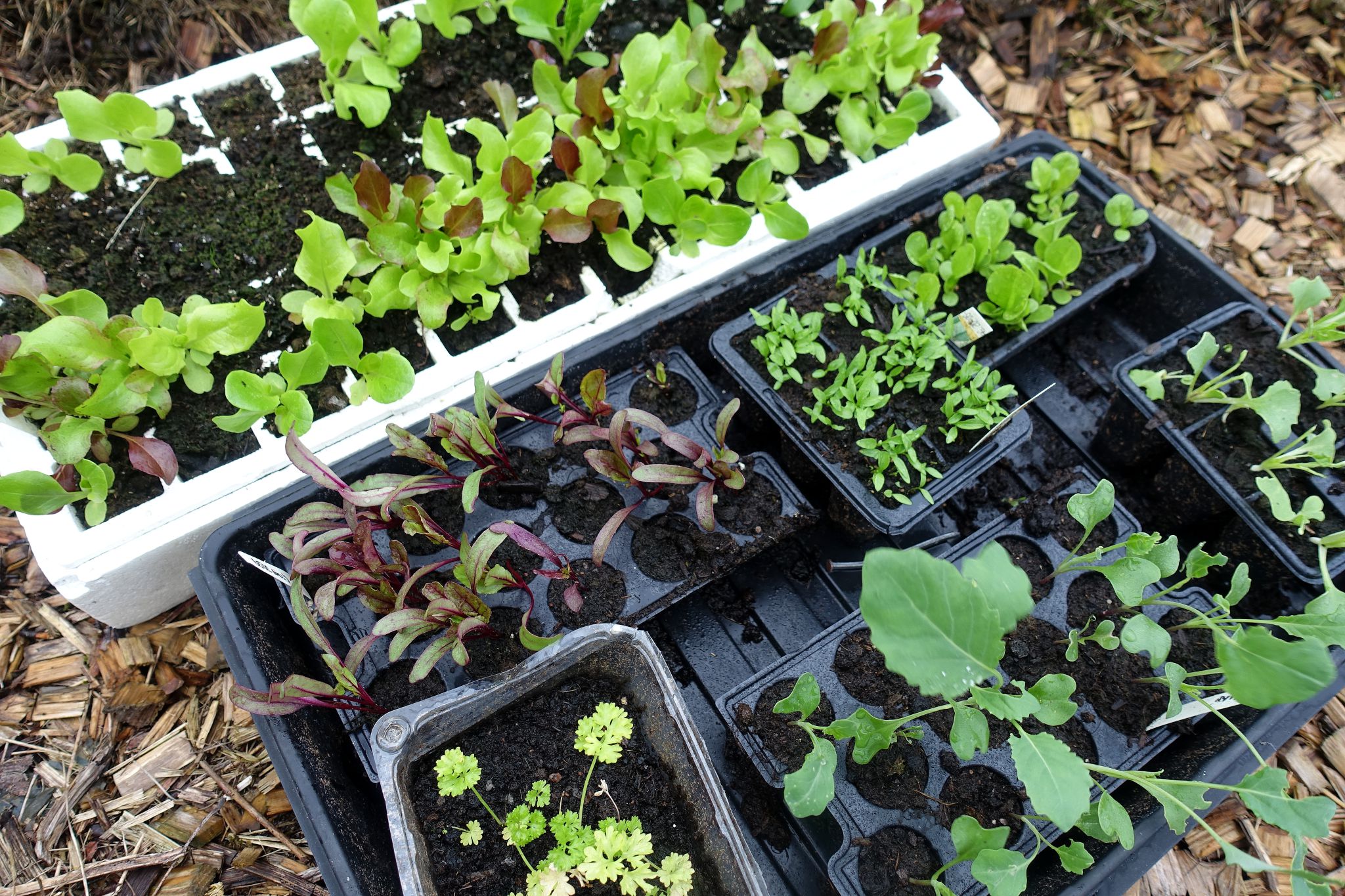 FastGrowing Leafy Greens Sara's Kitchen Garden