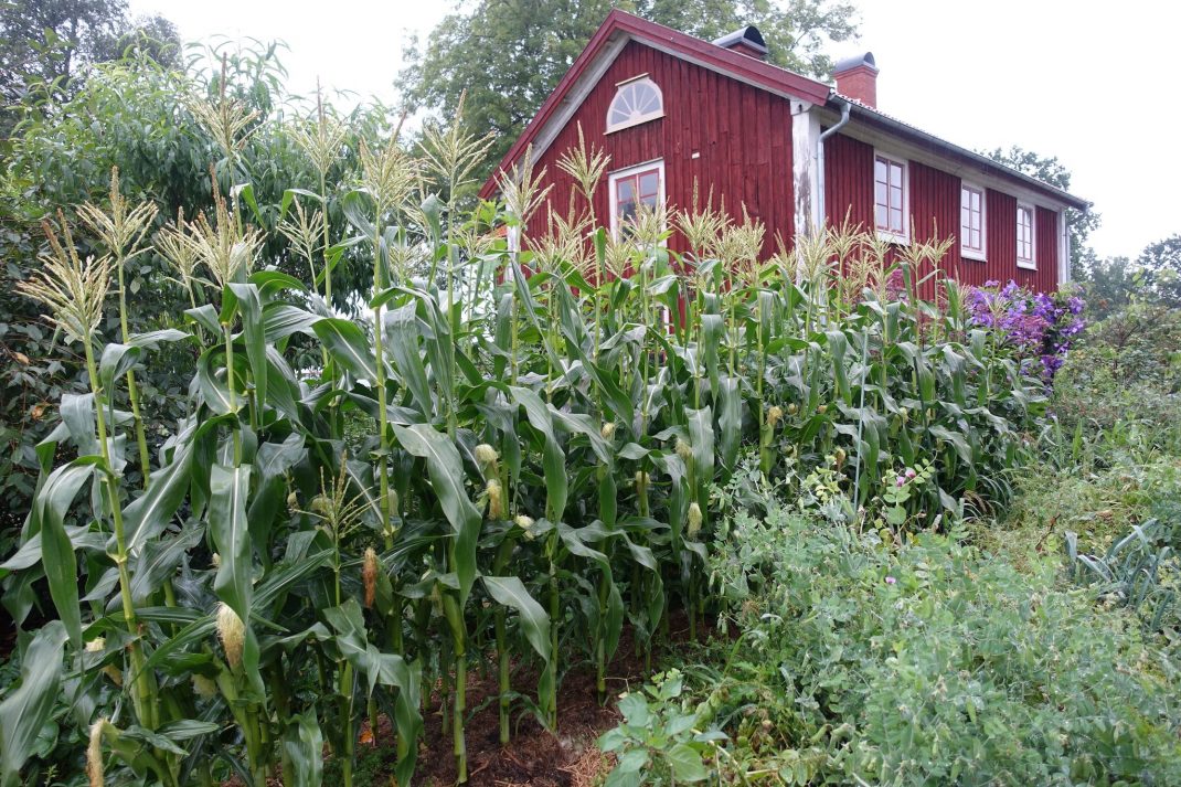 Frodig köksträdgård med rött hus och höga majslantor framför. 