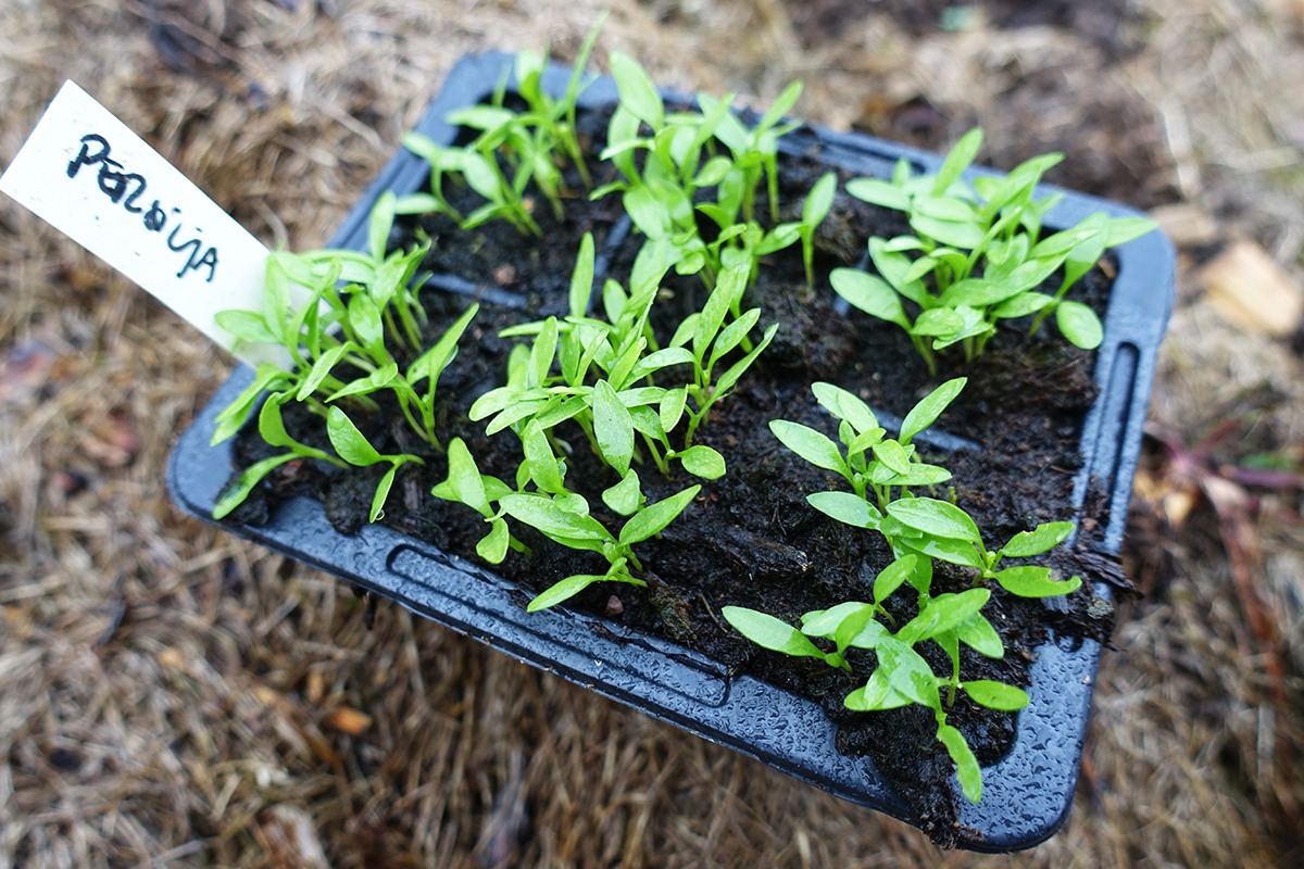 How to Grow Spices at Home Sara's Kitchen Garden