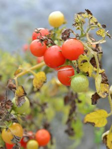 En tomatplantat med röda frukter och vissna blad.