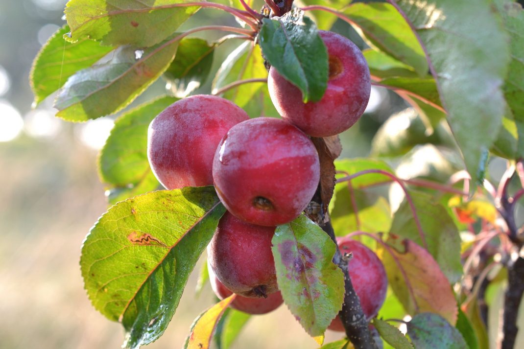 Små röda frukter på ett äppelträd.