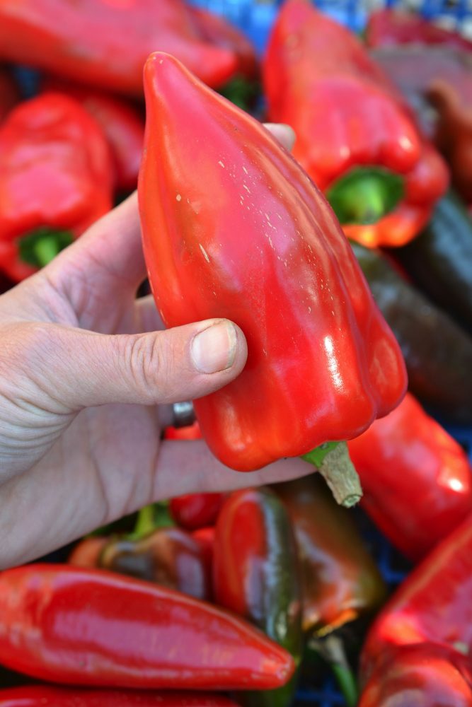 En röd paprika med spetsig ände hålls i en hand. 