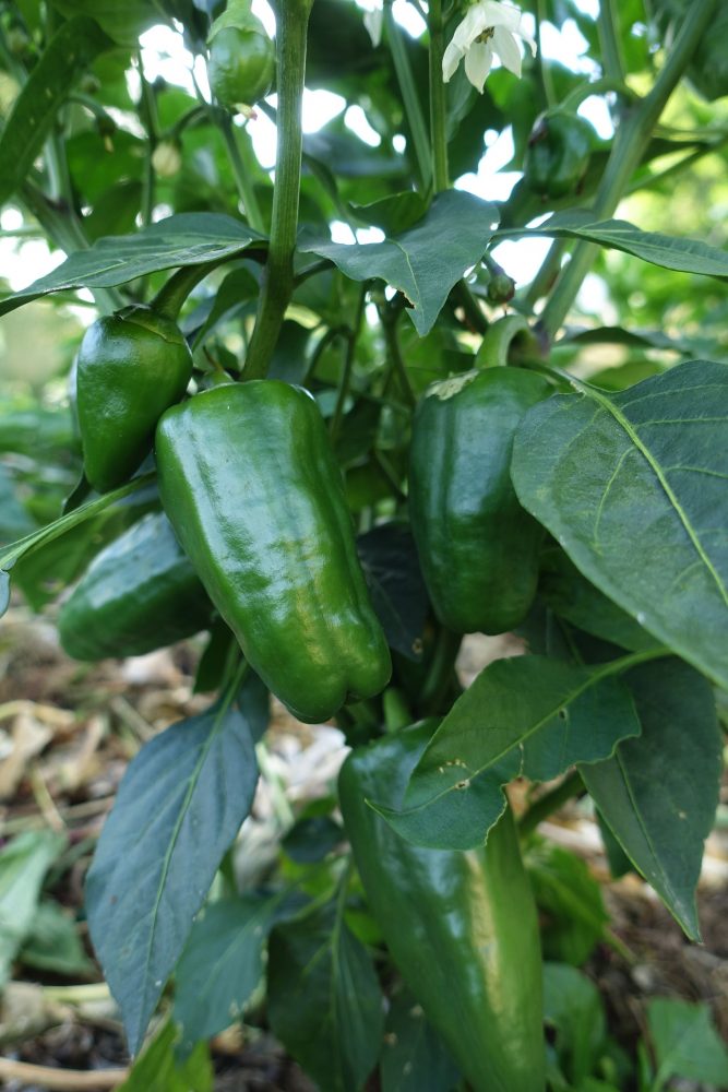 Grow peppers outdoors, close-up of a green pepper.