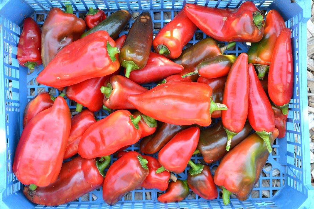 Grow peppers outdoors, a crate filled with peppers.