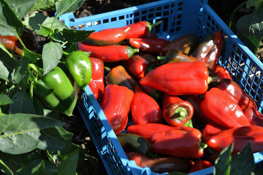 En back röd paprika bredvid gröna plantor.