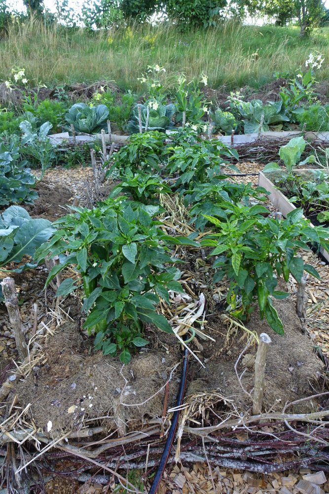 Grow peppers outdoors, a bed with a braided edge.