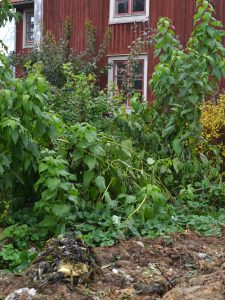 Jordärtskockan växer i köksträdgården framför ett rött hus.