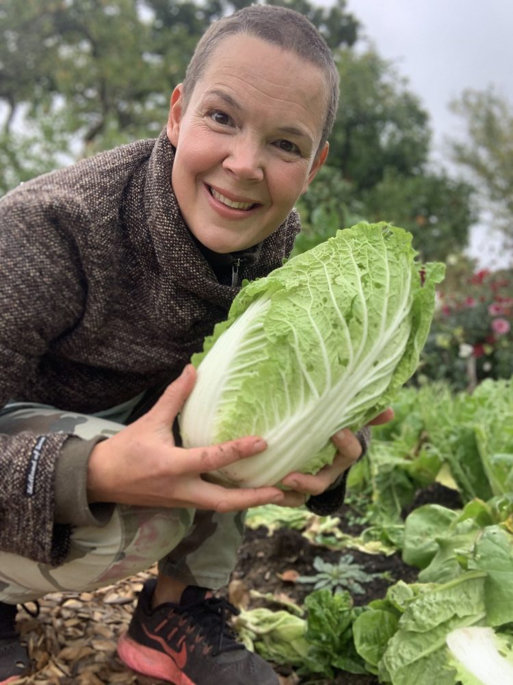 Sara's newly harvested napa cabbage.