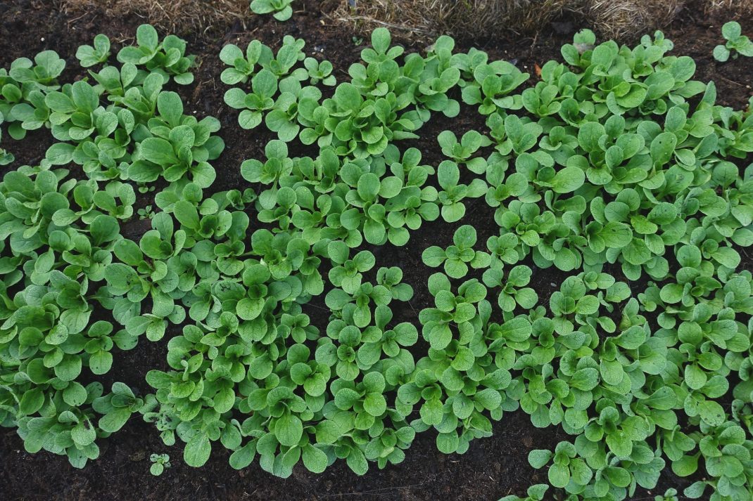 Grow lamb's lettuce, plenty of green plants from above. 