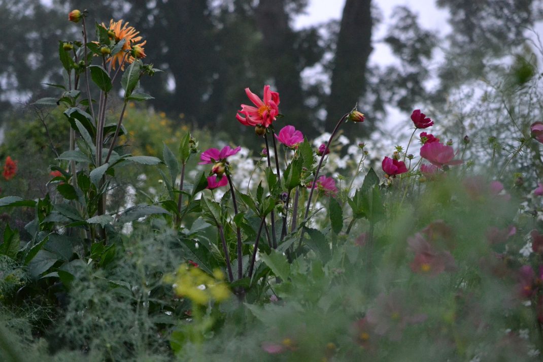 Colorful flowers in my flower garden.