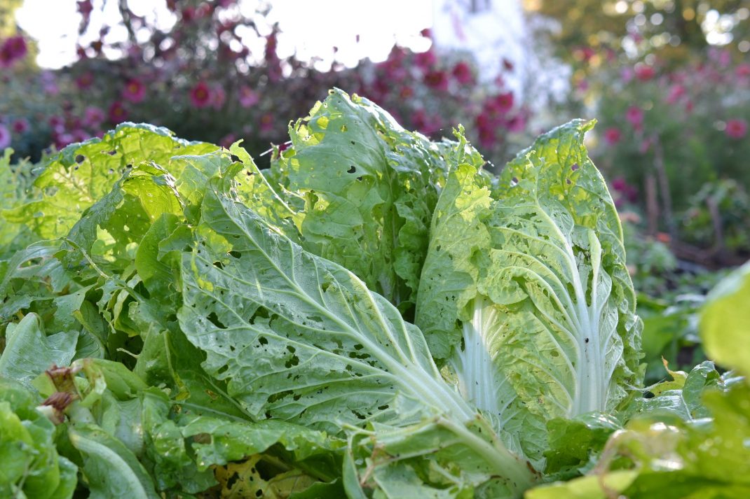 Napa cabbage with pink flowers in the background.