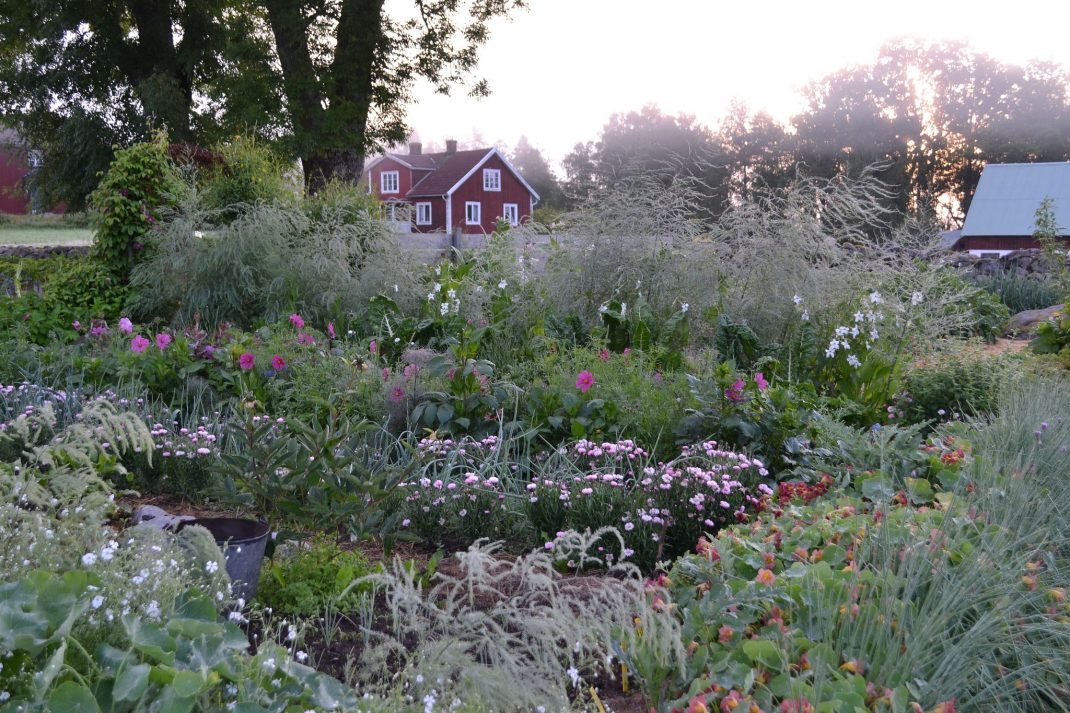 Foggy flower garden with plenty of plants.