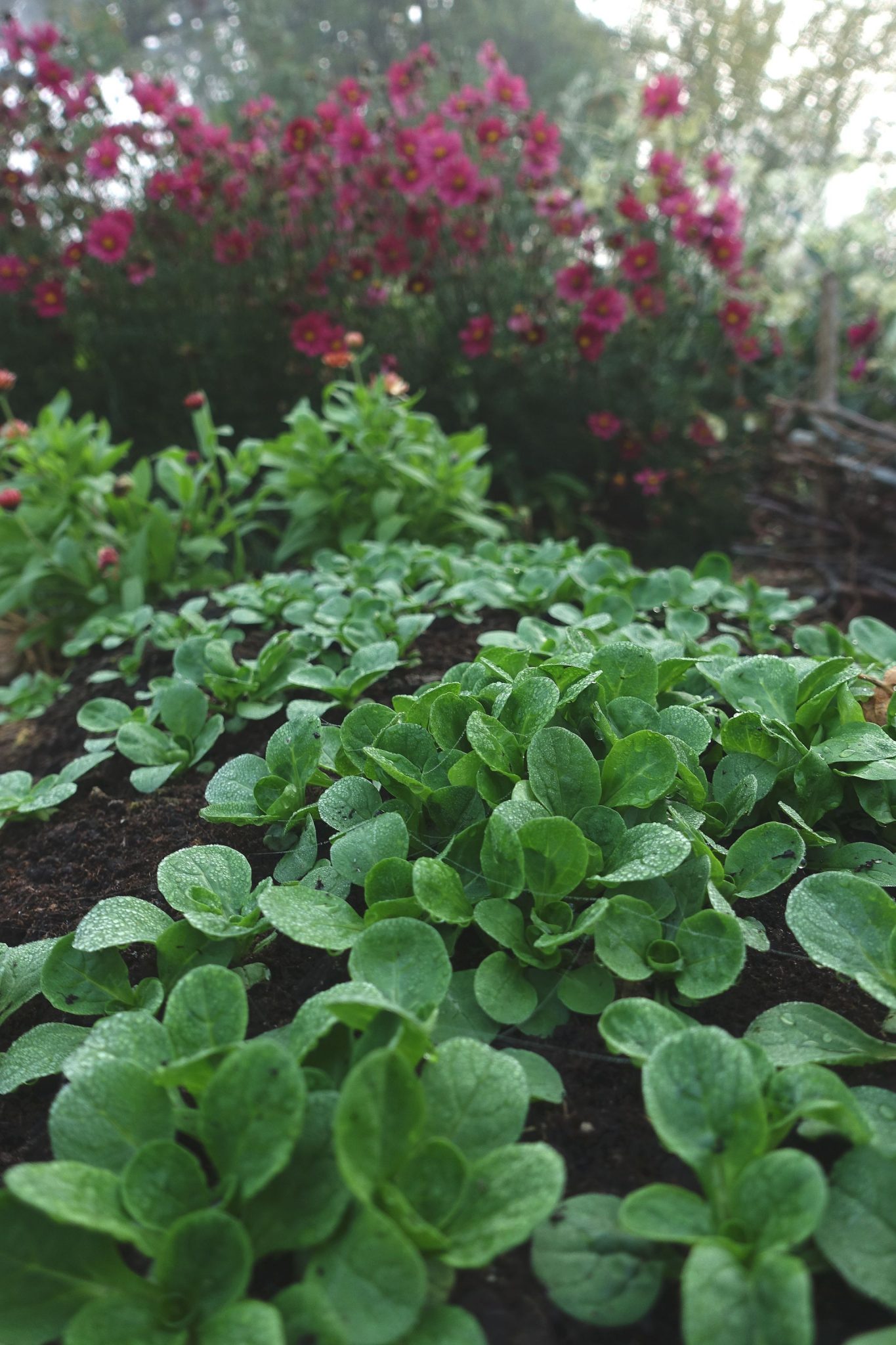 Grow Lamb's Lettuce in Fall Sara's Kitchen Garden