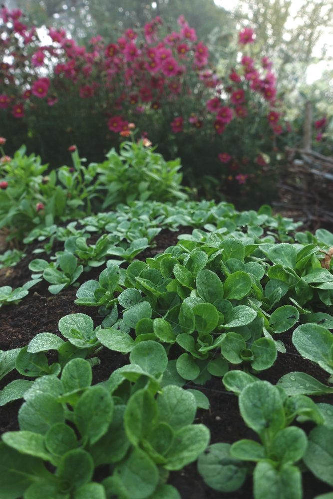 Grow lamb's lettuce, close-up of lamb's lettuce. 