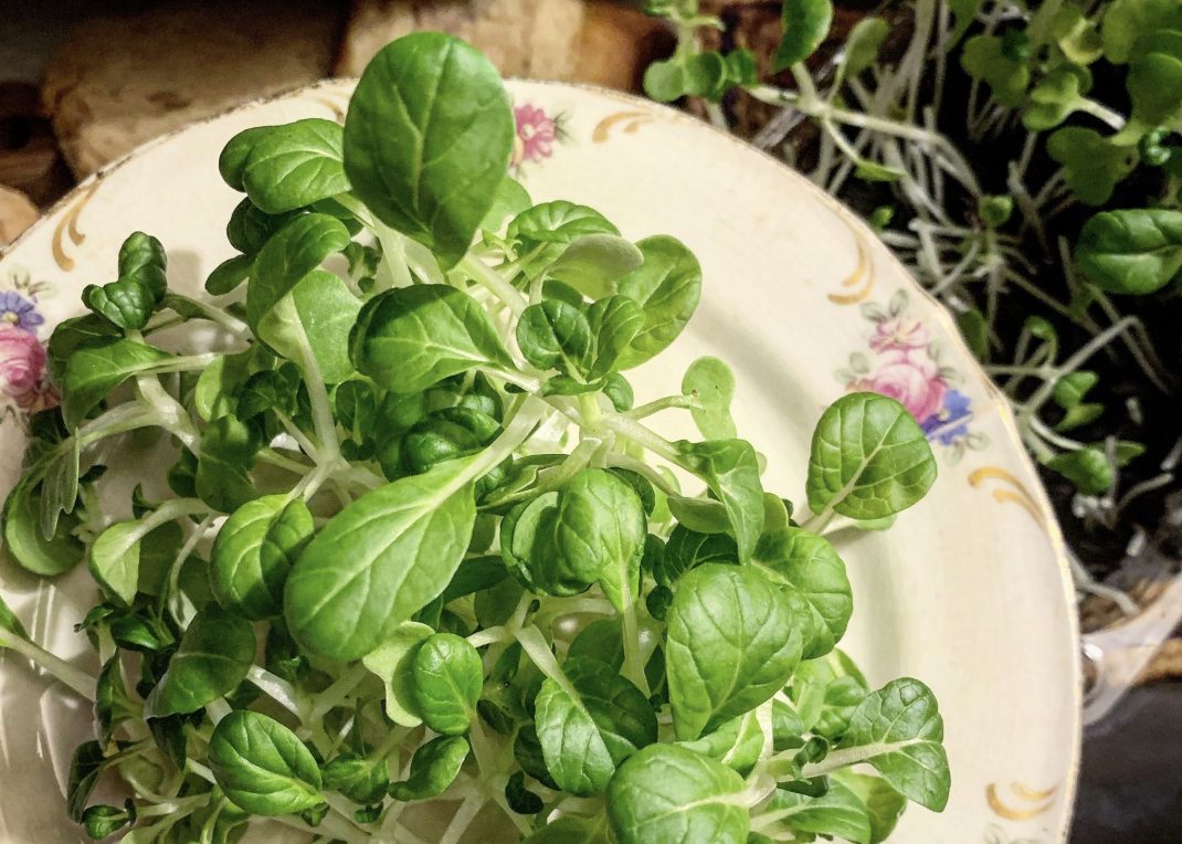 Grow bok choy microgreens, green leaves on a plate. 