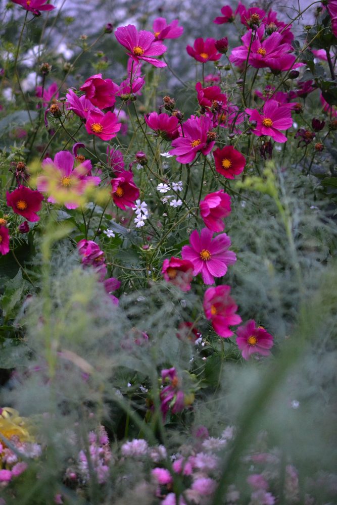 Beautiful bright pink flowers in the flower garden.