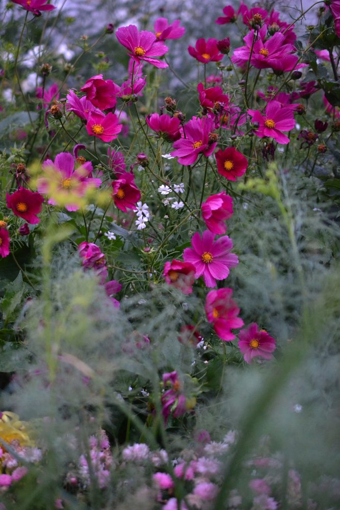 Beautiful bright pink flowers in the flower garden. 