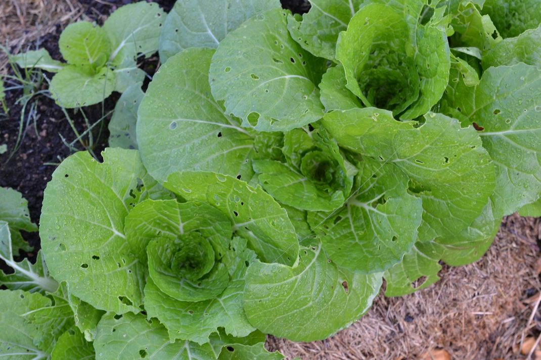 Smaller napa cabbage plants.