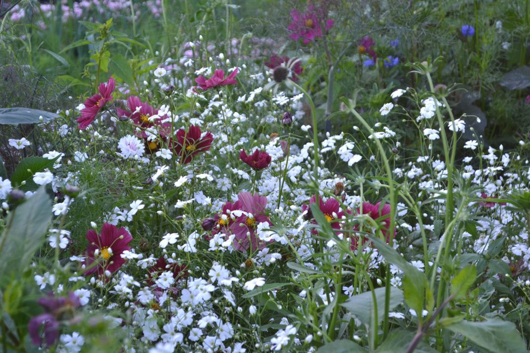 White flowers in the flower garden.