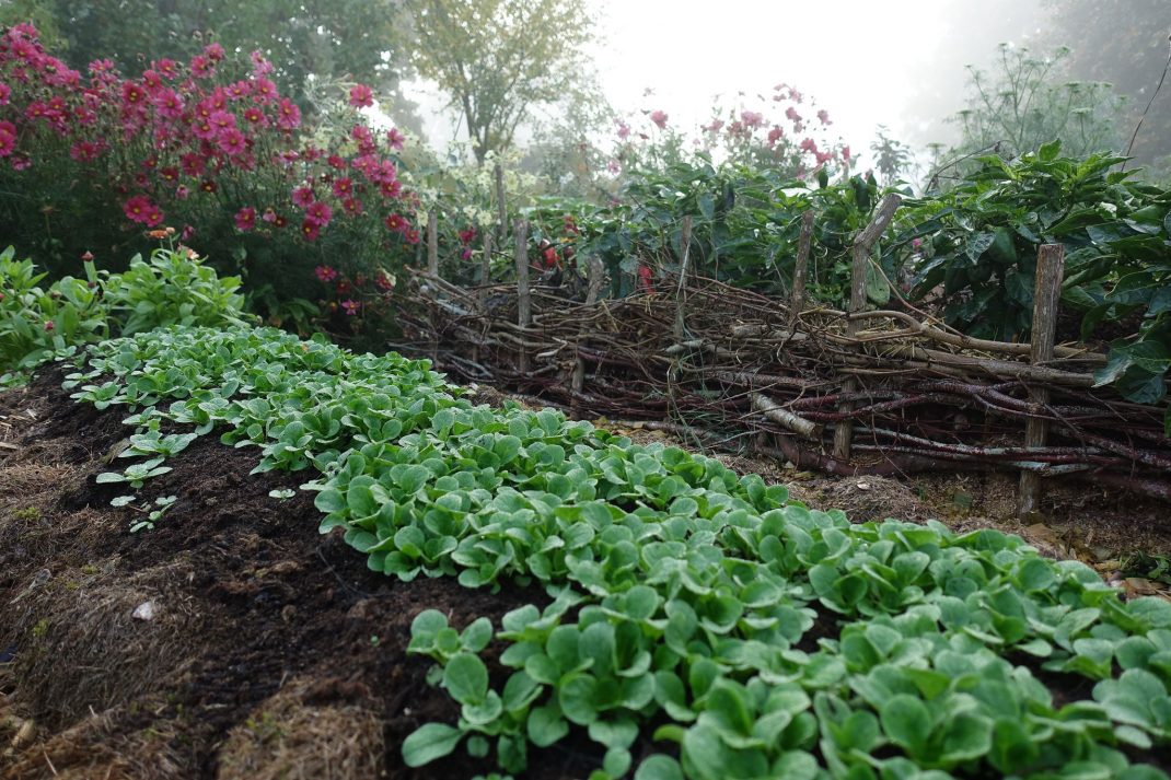 Grow lamb's lettuce, a garden filled with green leaves.