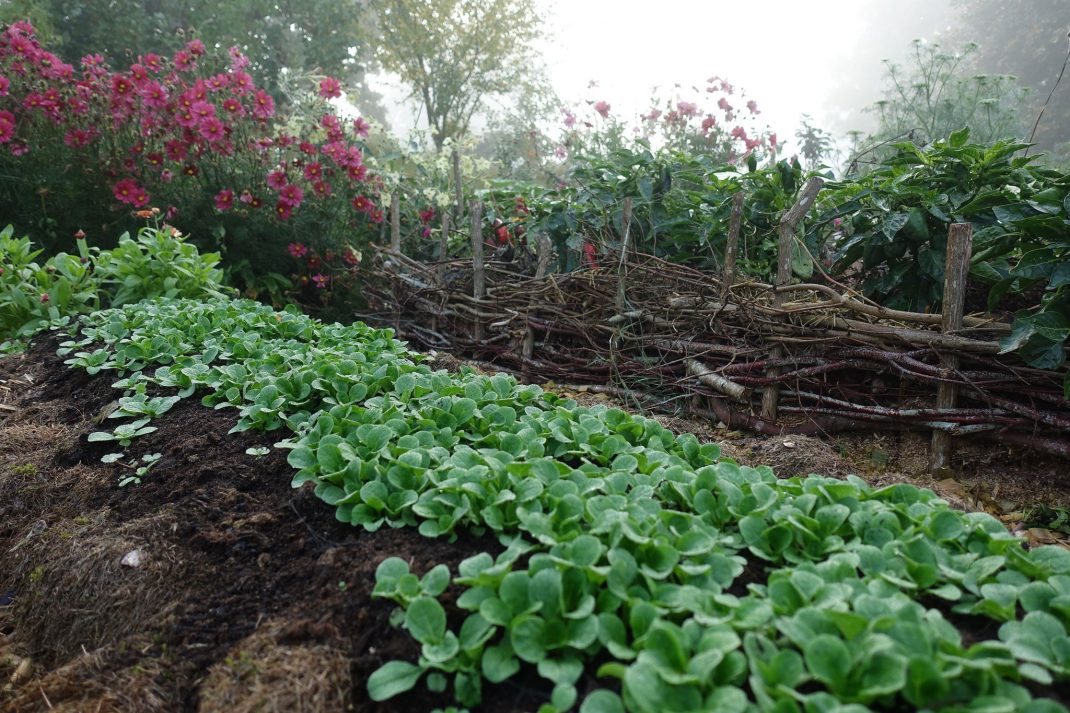 Grow lamb's lettuce, a garden filled with green leaves. 