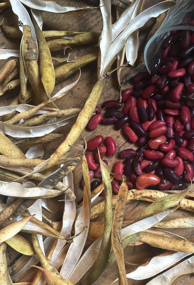 Bean harvest of red beans.