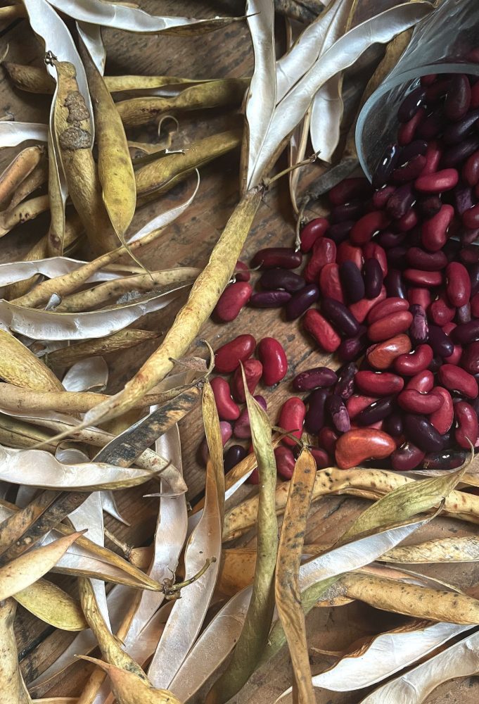 Bean harvest of red beans. 