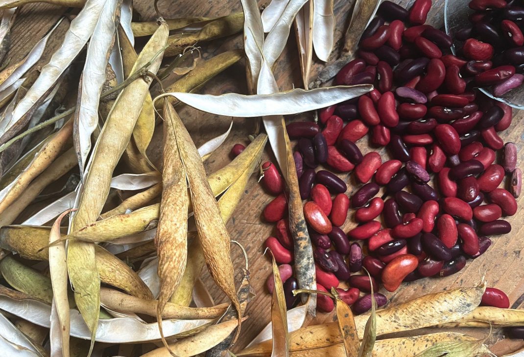 Kidney bean harvest with red beans in a pile.