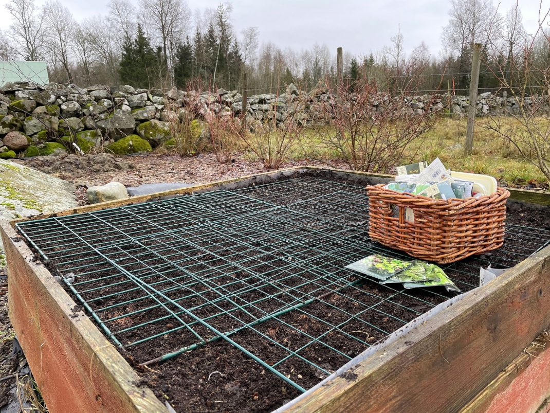 a growing box with a winter sowing. 