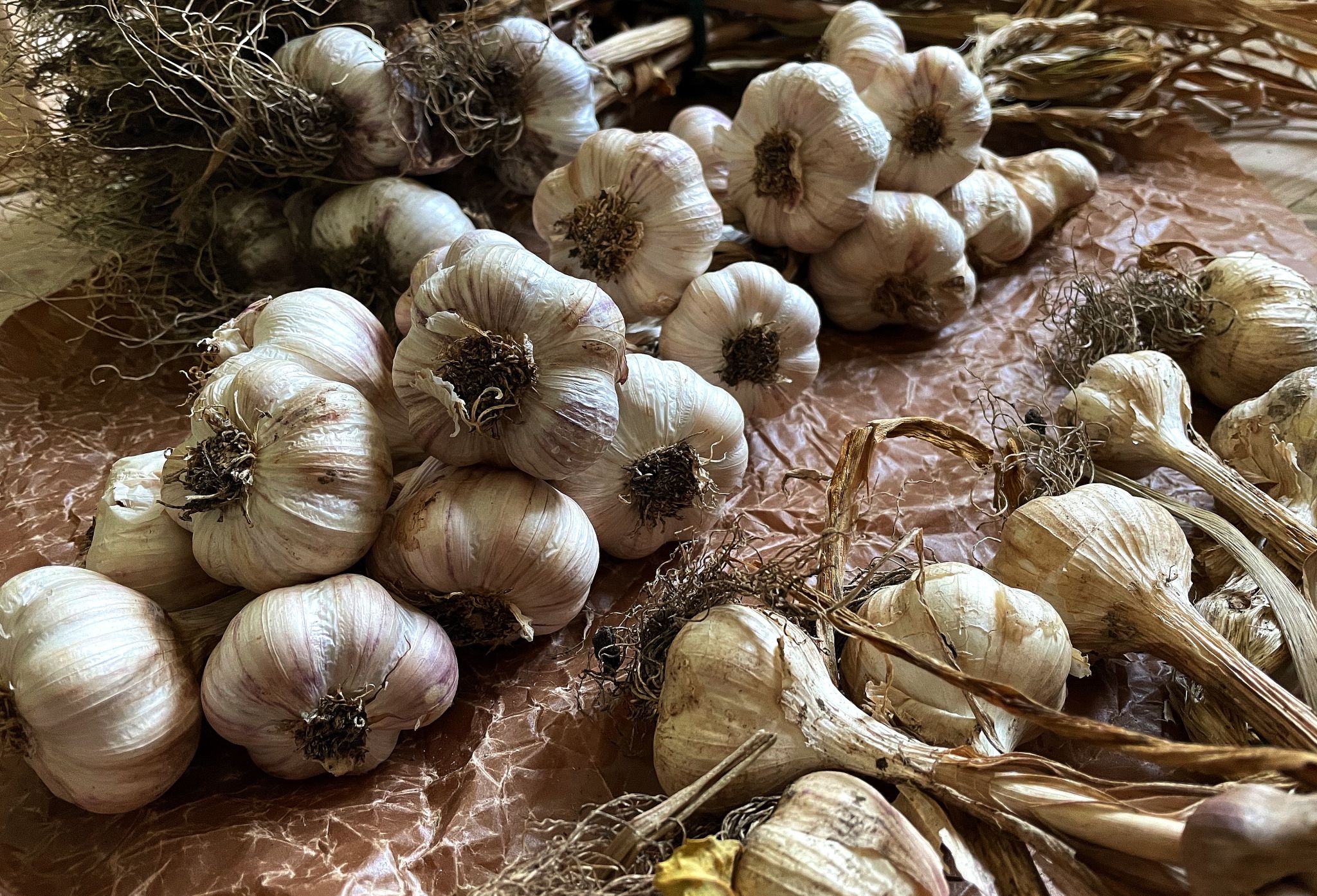 How to Store Garlic Indoors Sara's Kitchen Garden