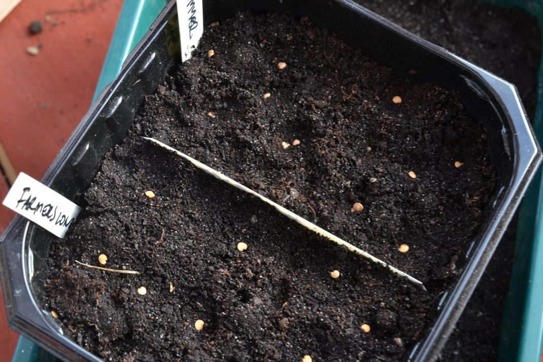 Close-up of seeds after a broadcast seeding.