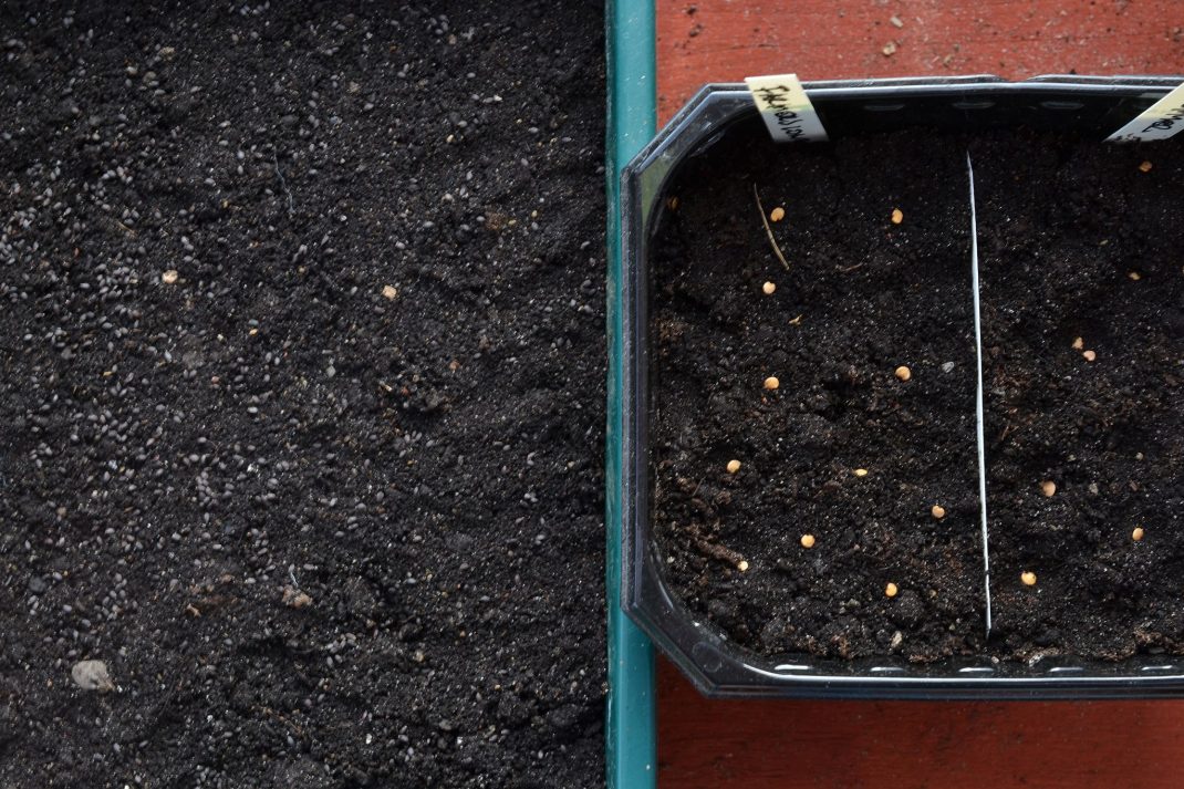 Broadcast seeding, two troughs with soil and seeds on top.